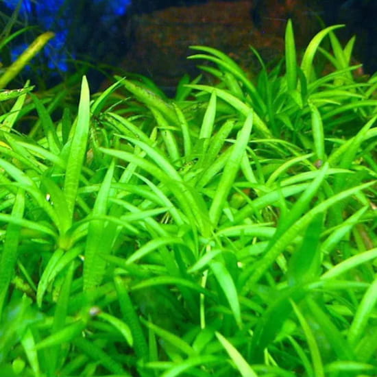 Echinodorus tenellus Parvulus in vitro porcja